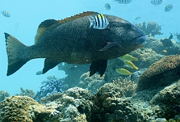 Sipadan_2015_Gaterin geant_Plectorhinchus obscurus_IMG_3277_rc